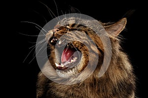 Close-up Angry Maine Coon Cat Hiss Isolated on Black Background photo