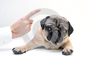 Close up angry man hand wagging a finger and scolding her pug dog  punish a dog