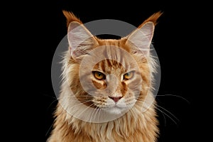 Close-up Angry Red Maine Coon Cat Looks Camera, Isolated Black