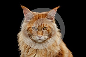 Close-up Angry Red Maine Coon Cat Looks Camera, Isolated Black photo
