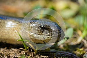 Close up of Anguis fragilis in Natural Habitat. Male