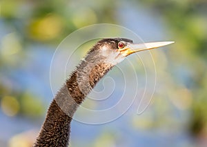 Close up of Anhinga bird in Everglades
