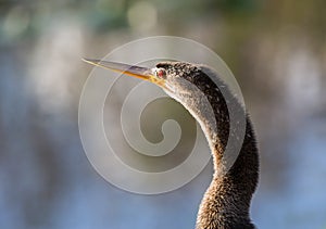 Close up of Anhinga bird in Everglades