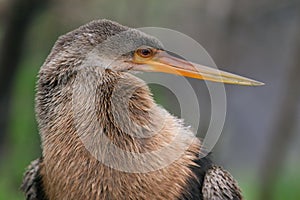 Close-up of an Anhinga bird perched on a branch