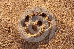 A Close-up of animal Footprints in the Desert Sand in the United Arab Emirates UAE