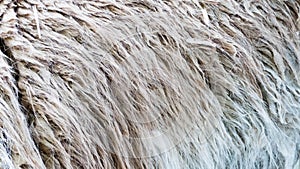 Close-up of animal fur, nature pattern, background