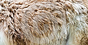 Close-up of animal fur, nature pattern, background