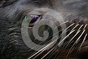 Close-up animal portrait with group of people mirror in big eye. Cape Brown fur seal, Arctocephalus pusillus, detail of head with