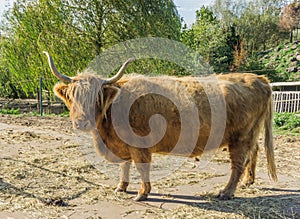 Close up animal portrait of a standing horned scottish highlander cow