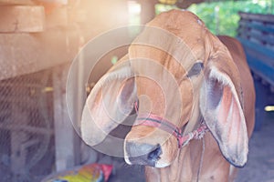 Close up animal red calf child cow farm agriculture