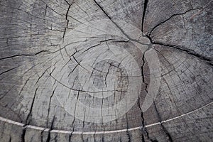 Close up annual ring tree texture and background.
