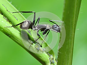 Close up ant