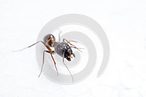 Close up ant
