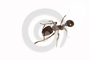 Close up of ant