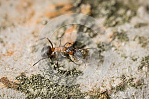 Close-up of an ant on the bark and trunk of an apple tree, Germany