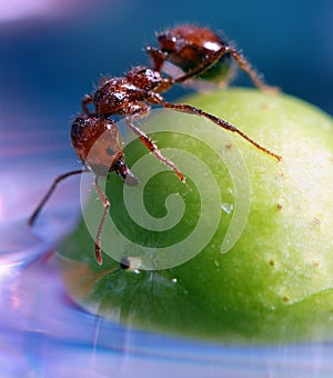 Close up of Ant on a berry