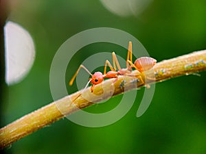 Close up ant on brown leaves with blured background