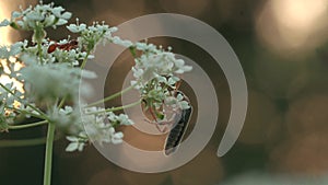 Close up of an ant or a bug on a white meadow flower on blurred background. Creative. Small Insect in the summer field