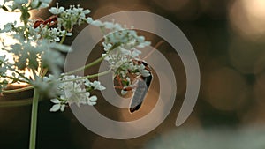 Close up of an ant or a bug on a white meadow flower on blurred background. Creative. Small Insect in the summer field