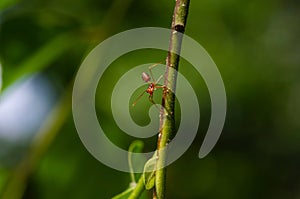 Close up of an ant on a cananga odorata flower stalk