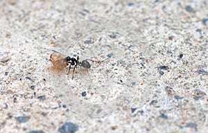 Close up of ant carrying food