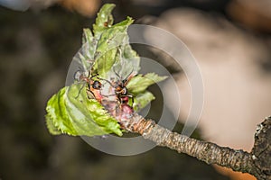 Close-up of an ant on the flower buds on an apple tree, Germany