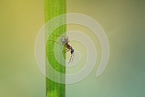 Close up of ant on a flower stalk