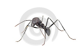 Close up of ant isolated on white