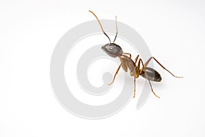 Close up ant isolated on white background