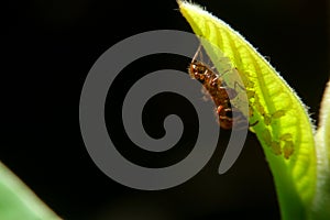 Close-up ant and little insect on leaf