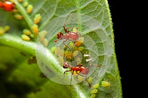 Close-up ant and little insect on leaf