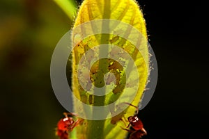 Close-up ant and little insect on leaf