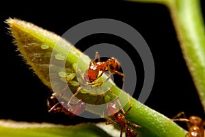 Close-up ant and little insect on leaf