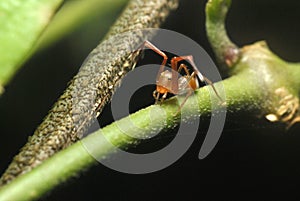 Close up ant mimic spider on black background