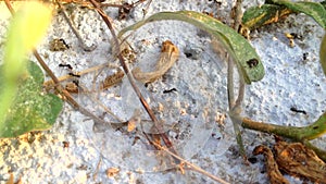 Close up Ant Nest in Nature Environment