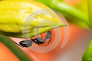 Close up of an ant on a plant eating.