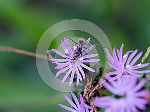 Close up of an ant on purple grass flowers