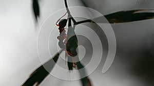 Close up of an ant on a a thin twig on blurred background. Creative. Small Insect on the leaves of a tree, macro view.