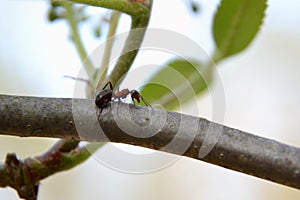 Close-up of an ant walking on a tree branch