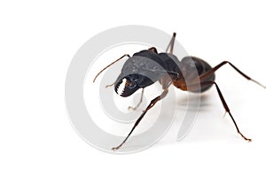 Close up of ant on white