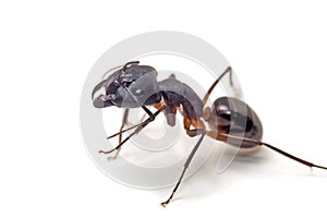 Close up of ant on white