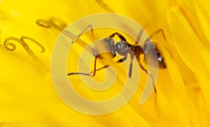 Close-up ant on a yellow flower in nature