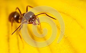 Close-up of an ant on a yellow flower in nature.