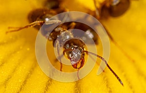 Close-up of an ant on a yellow flower in nature.