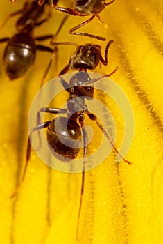 Close-up of an ant on a yellow flower in nature.