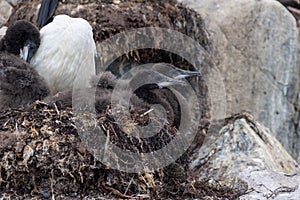 Antarctic Shags near Fish Islands photo