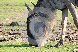 Close up of an antelope gnu