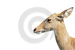 close-up of antelope isolated on a white background - clipping paths
