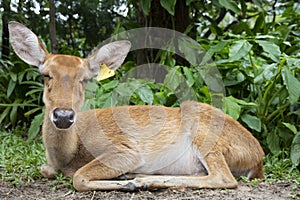 close-up of antelope in nature