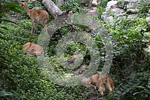 close-up of antelope in nature